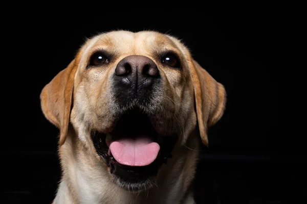 Portrait Labrador Retriever Dog Isolated Black Background Very Cheerful Happy — Stock Photo, Image