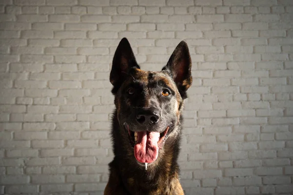 Portret Van Een Belgische Herdershond Geïsoleerde Studio Foto Een Witte — Stockfoto