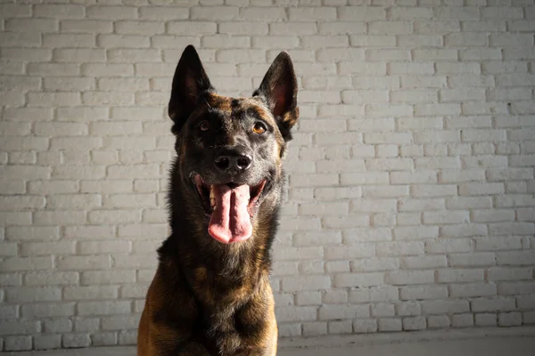 ベルギーの羊飼いの犬の肖像画 白いレンガの壁の上の独立したスタジオの写真 — ストック写真
