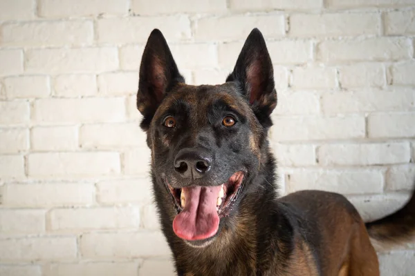 Porträt Eines Belgischen Schäferhundes Isoliertes Studiofoto Auf Einer Weißen Ziegelwand — Stockfoto