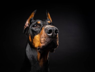 İzole edilmiş siyah bir arka planda bir Doberman köpeğinin portresi. Stüdyo fotoğrafı, yakın çekim..