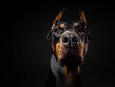 İzole edilmiş siyah bir arka planda bir Doberman köpeğinin portresi. Stüdyo fotoğrafı, yakın çekim..