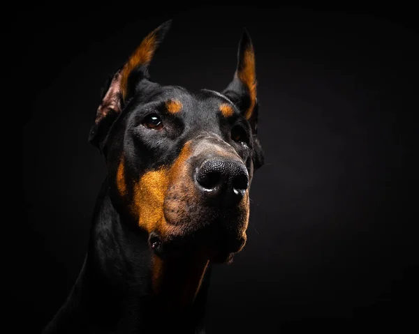 İzole edilmiş siyah bir arka planda bir Doberman köpeğinin portresi. Stüdyo fotoğrafı, yakın çekim..
