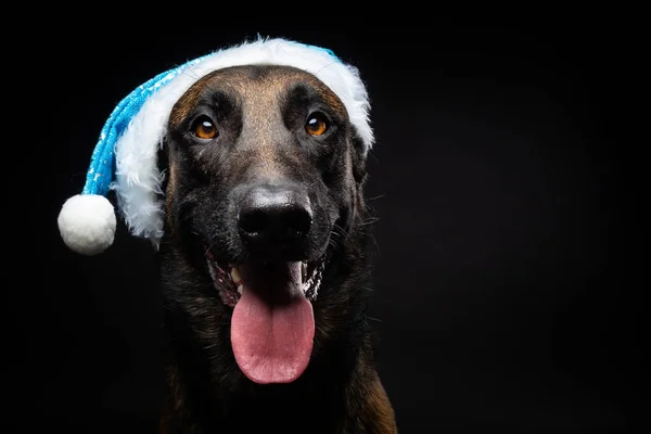 Retrato Perro Pastor Con Sombrero Papá Noel Aislado Sobre Fondo — Foto de Stock