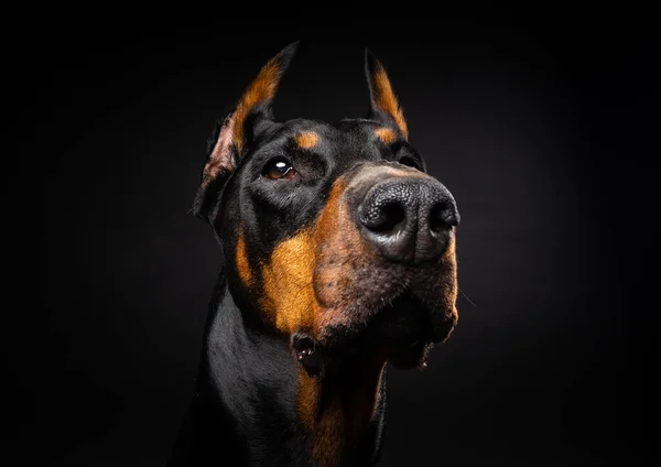 Porträt Eines Dobermannhundes Auf Isoliertem Schwarzem Hintergrund Studioaufnahme Nahaufnahme — Stockfoto