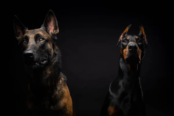 Porträtt Belgisk Herdehund Och Doberman Med Isolerad Svart Bakgrund Studio — Stockfoto