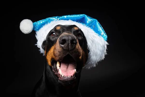 Retrato Perro Doberman Sombrero Santa Claus Aislado Sobre Fondo Negro — Foto de Stock