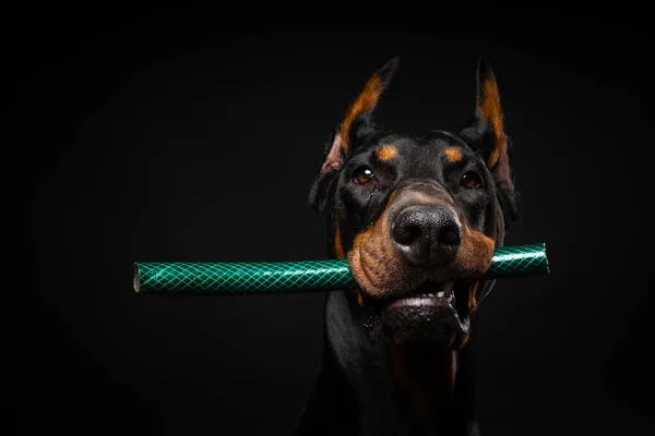 多伯曼狗的肖像 嘴里衔着玩具 在一个孤立的黑色背景上被射杀 演播室拍摄 — 图库照片