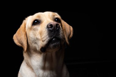 İzole edilmiş siyah bir arka planda Labrador Retriever köpeğinin portresi. Çok neşeli ve mutlu..