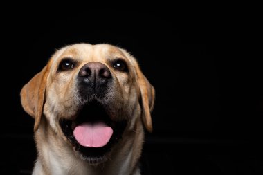 İzole edilmiş siyah bir arka planda Labrador Retriever köpeğinin portresi. Çok neşeli ve mutlu..