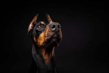 İzole edilmiş siyah bir arka planda bir Doberman köpeğinin portresi. Stüdyo fotoğrafı, yakın çekim..