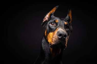 İzole edilmiş siyah bir arka planda bir Doberman köpeğinin portresi. Stüdyo fotoğrafı, yakın çekim..