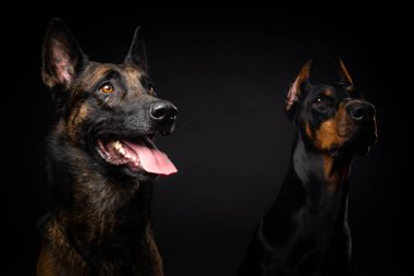 İzole edilmiş siyah bir arka planda Belçikalı bir çoban köpeği ve bir doberman portresi. Stüdyo fotoğrafı, yakın çekim..