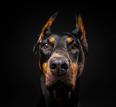 İzole edilmiş siyah bir arka planda bir Doberman köpeğinin portresi. Stüdyo fotoğrafı, yakın çekim..