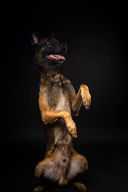 İzole edilmiş siyah bir arka planda Belçikalı bir çoban köpeğinin portresi. Stüdyo fotoğrafı, yakın çekim..