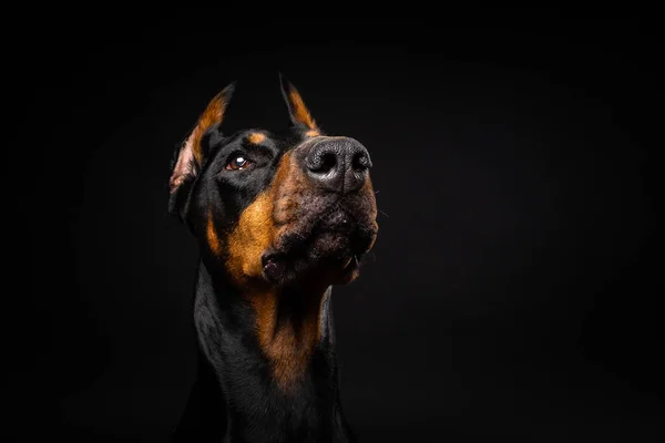 Retrato Cão Doberman Num Fundo Preto Isolado Estúdio Tiro Close — Fotografia de Stock