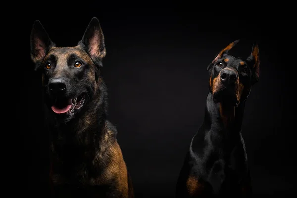 Портрет Бельгійського Собаки Пастуха Добермана Ізольованому Чорному Тлі Студійні Зйомки — стокове фото