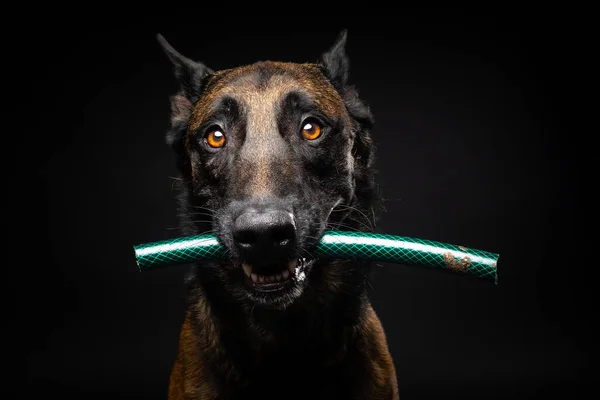 ベルギーの羊飼いの犬の肖像画で その口の中におもちゃがあり 孤立した黒い背景で撮影されました スタジオショット クローズアップ — ストック写真