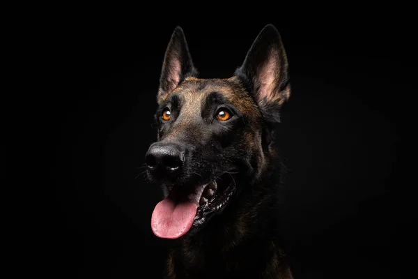 Porträtt Belgisk Herdehund Isolerad Svart Bakgrund Studio Skjuten Närbild — Stockfoto