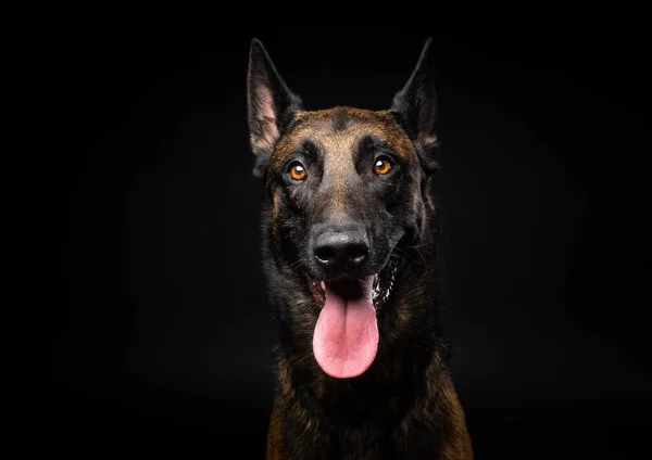 Portret Van Een Belgische Herdershond Een Geïsoleerde Zwarte Achtergrond Studio — Stockfoto