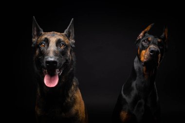 İzole edilmiş siyah bir arka planda Belçikalı bir çoban köpeği ve bir doberman portresi. Stüdyo fotoğrafı, yakın çekim..