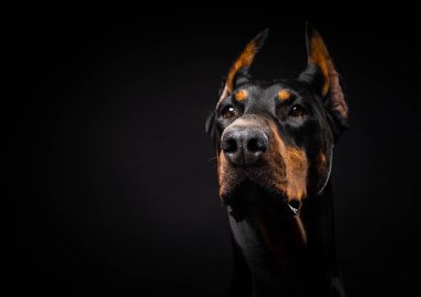 İzole edilmiş siyah bir arka planda bir Doberman köpeğinin portresi. Stüdyo fotoğrafı, yakın çekim..