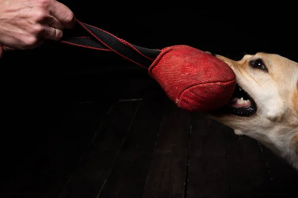 Крупный План Собаки Лабрадора Игрушкой Рукой Владельца Изолированном Черном Фоне — стоковое фото