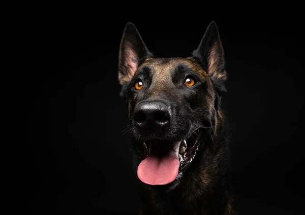 Portret Van Een Belgische Herdershond Een Geïsoleerde Zwarte Achtergrond Studio — Stockfoto