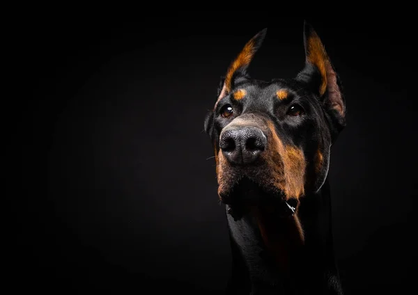 在一个孤立的黑色背景上的多伯曼狗的肖像 演播室拍摄 — 图库照片