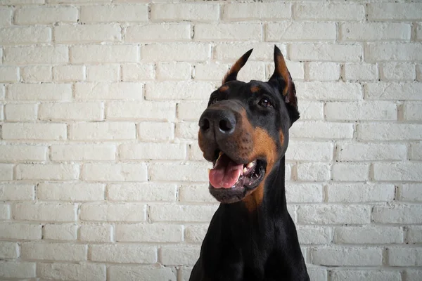 Porträtt Doberman Hund Isolerad Studio Foto Vit Tegelvägg — Stockfoto