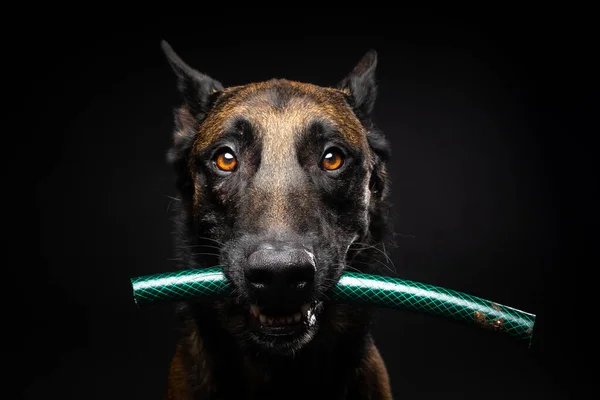 Portrait of a Belgian shepherd dog with a toy in its mouth, shot on an isolated black background. Studio shot, close-up.