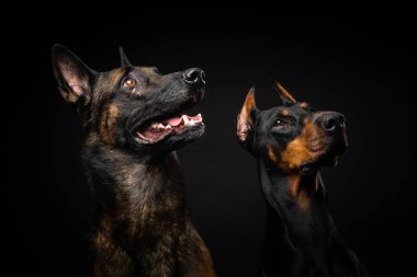 İzole edilmiş siyah bir arka planda Belçikalı bir çoban köpeği ve bir doberman portresi. Stüdyo fotoğrafı, yakın çekim..