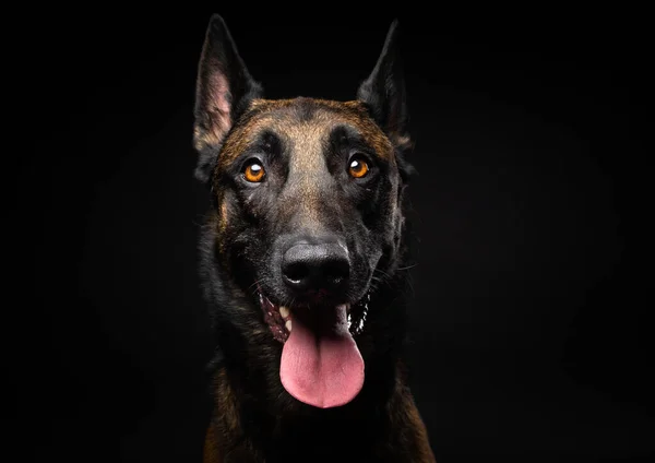 Porträtt Belgisk Herdehund Isolerad Svart Bakgrund Studio Skjuten Närbild — Stockfoto