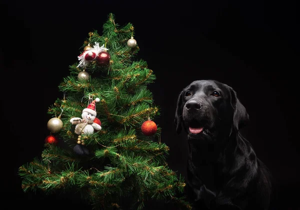 Portret Psa Labradora Retrievera Pobliżu Noworocznego Zielonego Drzewa Zdjęcie Zostało — Zdjęcie stockowe