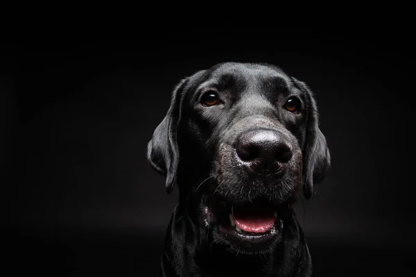 Egy Labrador Retriever Kutya Portréja Elszigetelt Fekete Háttérrel Kép Egy — Stock Fotó