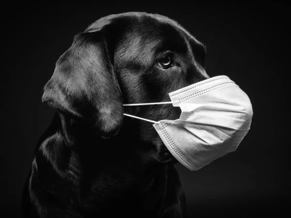Портрет Собаки Лабрадора Защитной Медицинской Маске Фотография Сделана Фотостудии — стоковое фото