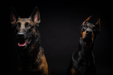 İzole edilmiş siyah bir arka planda Belçikalı bir çoban köpeği ve bir doberman portresi. Stüdyo fotoğrafı, yakın çekim..