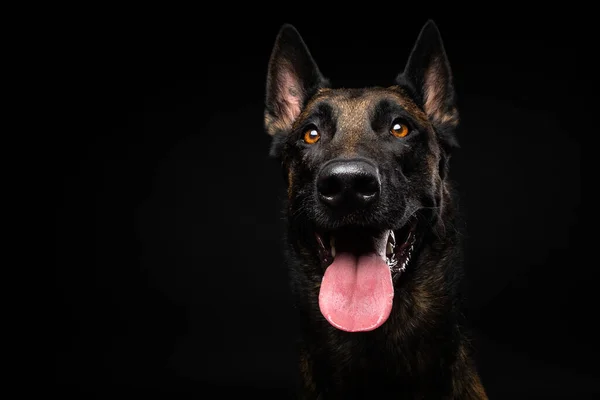 Portret Van Een Belgische Herdershond Een Geïsoleerde Zwarte Achtergrond Studio — Stockfoto