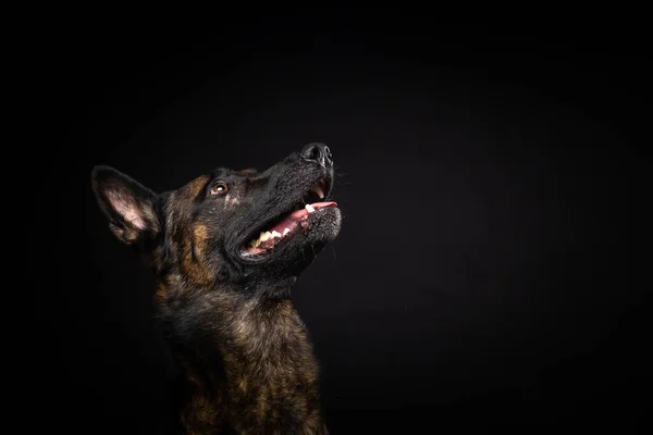 孤立した黒の背景にベルギーの羊飼いの犬の肖像画 スタジオショット クローズアップ — ストック写真