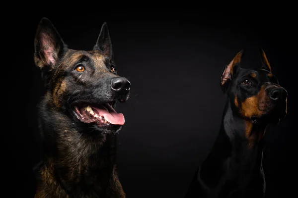 Portrait Belgian Shepherd Dog Doberman Isolated Black Background Studio Shot — Stock Photo, Image