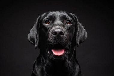 İzole edilmiş siyah bir arka planda Labrador Retriever köpeğinin portresi. Fotoğraf stüdyosunda çekilmişti..