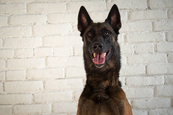 ベルギーの羊飼いの犬の肖像画 白いレンガの壁の上の独立したスタジオの写真 — ストック写真