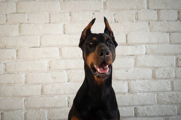 Doberman Bir Köpeğin Portresi Beyaz Tuğlalı Bir Duvarda Izole Edilmiş — Stok fotoğraf