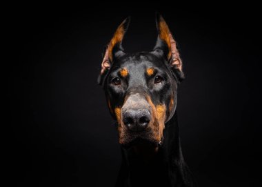 İzole edilmiş siyah bir arka planda bir Doberman köpeğinin portresi. Stüdyo fotoğrafı, yakın çekim..