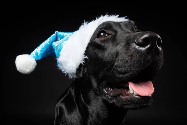Портрет Собаки Ретривера Лабрадора Шляпе Санты Изолированной Черном Фоне Фотография — стоковое фото