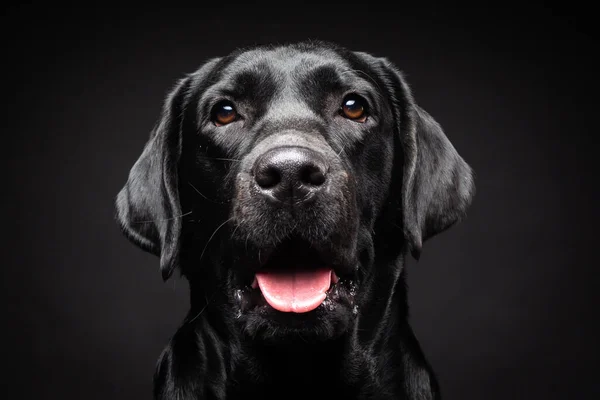 İzole edilmiş siyah bir arka planda Labrador Retriever köpeğinin portresi. Fotoğraf stüdyosunda çekilmişti..