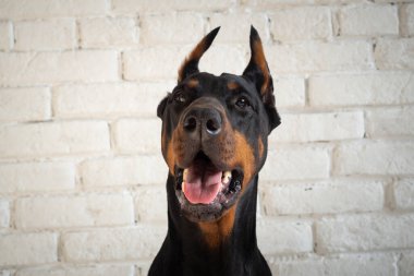 Doberman bir köpeğin portresi. Beyaz tuğlalı bir duvarda izole edilmiş bir stüdyo fotoğrafı..