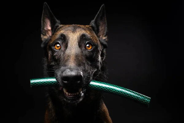 ベルギーの羊飼いの犬の肖像画で その口の中におもちゃがあり 孤立した黒い背景で撮影されました スタジオショット クローズアップ — ストック写真
