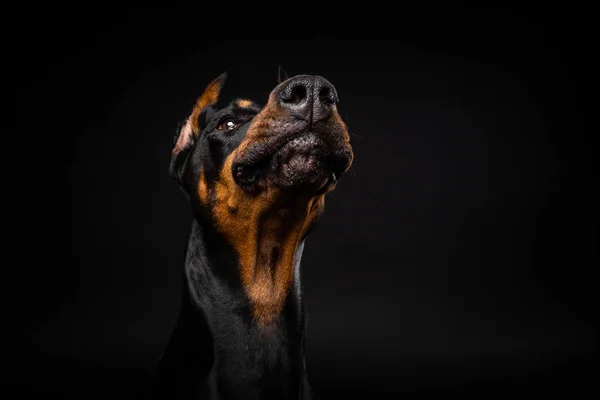 Portrait Doberman Dog Isolated Black Background Studio Shot Close — Stock Photo, Image