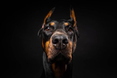İzole edilmiş siyah bir arka planda bir Doberman köpeğinin portresi. Stüdyo fotoğrafı, yakın çekim..